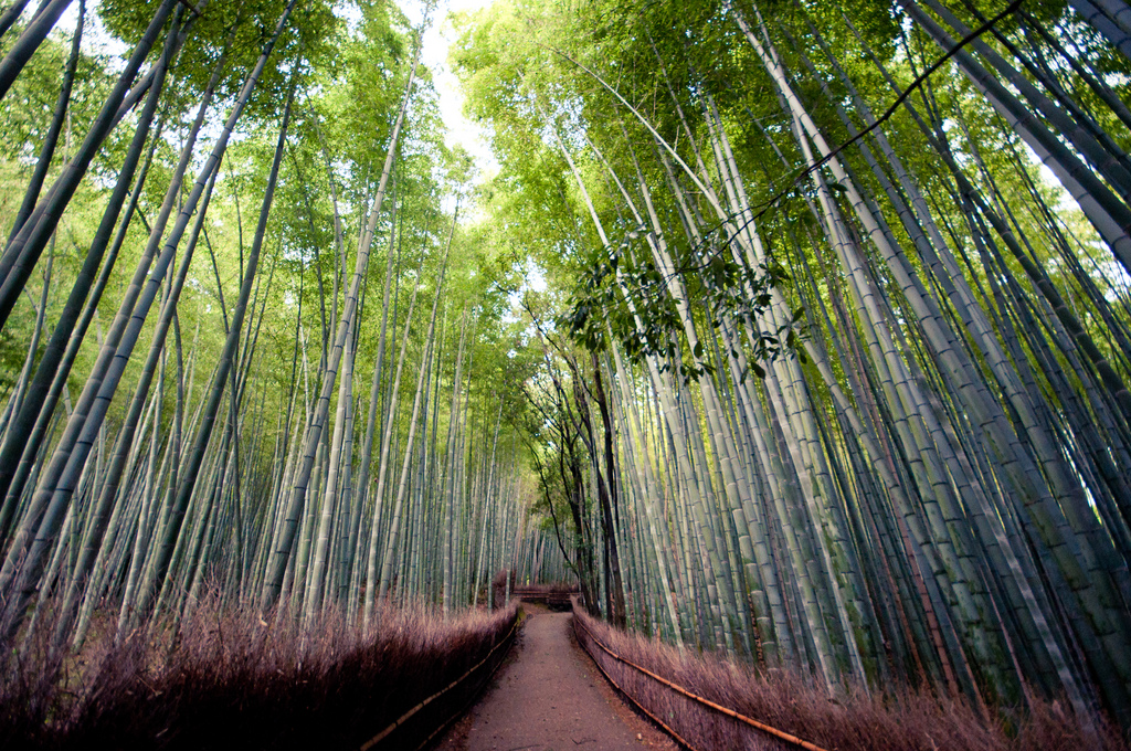 竹林小徑 嵐山必到 打卡地點