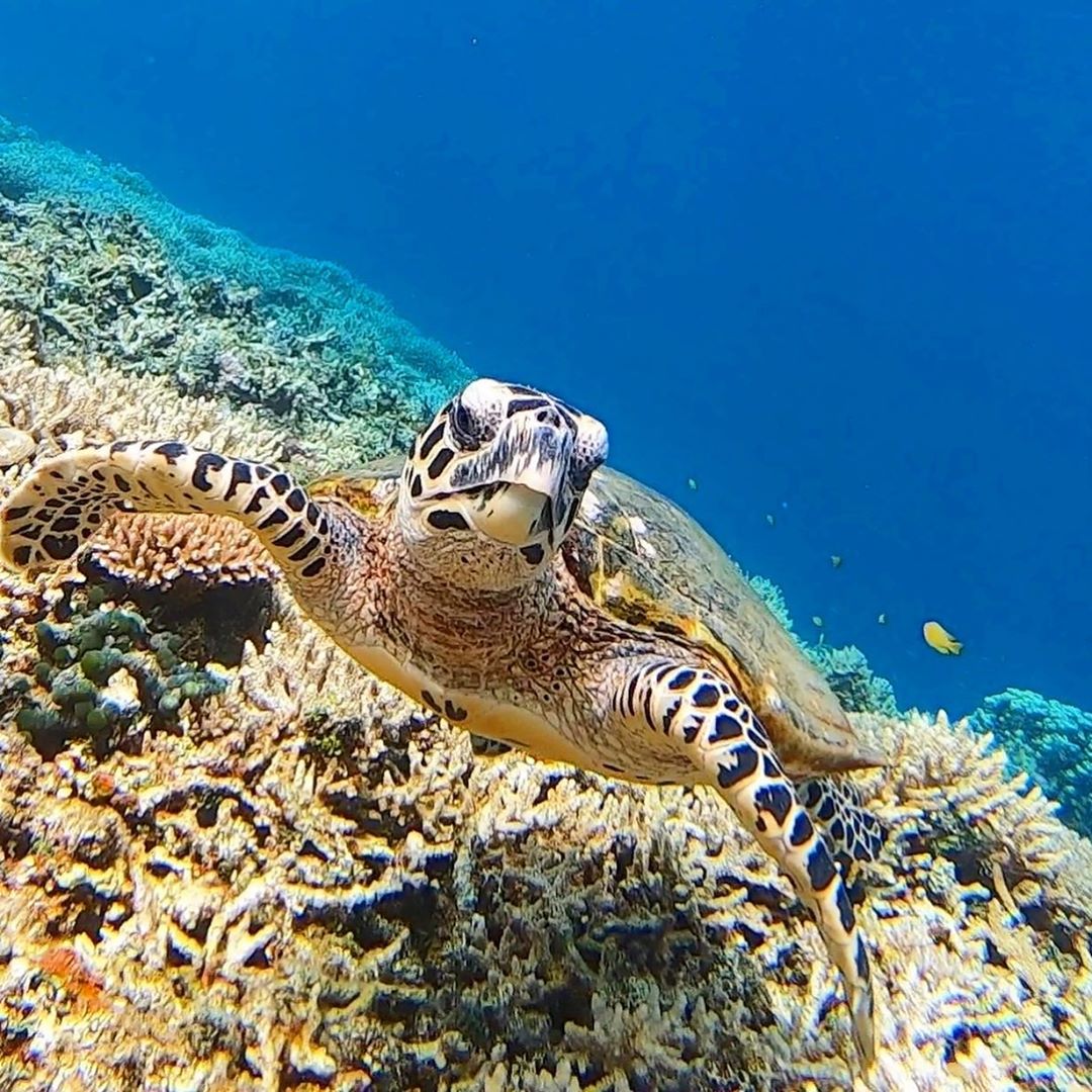 西表島浮潛：幻之島 — Barasu島（バラス島）｜西表島攻略 西表島景點 西表島local tour 石垣夢幻島 Barasu島 バラス島 幻之島 barasu島浮潛 西表島潛水 西表島浮潛