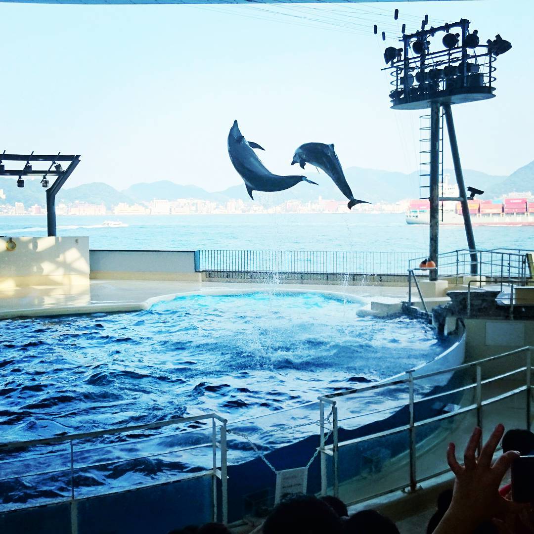 九州 Kyushu 九州必食 九州必吃 九州必到 九州必去 九州必買 九州必掃 九州自由行 九州行程 九州行程包 九州懶人包 九州好去處 九州景點 九州必到景點 九州必去景點 九州美食 九州交通 九州攻略 九州自由行行程 九州自由行行程推薦 九州必食2019 九州必吃2019 九州必到2019 九州必去2019 九州必買2019 九州必掃2019 九州自由行2019 九州行程2019 九州行程包2019 九州懶人包2019 九州好去處2019 九州景點2019 九州必到景點2019 九州必去景點2019 九州美食2019 九州交通2019 九州攻略2019 九州自由行行程2019 九州自由行行程推薦2019 海響館 海豚表演 海響館 企鵝村 海響館 企鵝隧道 海響館 企鵝 下關景點 下關好去處 下關必去 下關必吃 下關美食 下關市 門司港 小倉行程 小倉一日遊 小倉景點 小倉必去 小倉必吃 小倉美食 小倉自由行 九州自由行 九州景點 九州好去處 九州水族館 福岡水族館 下關水族館 九州 水族館 福岡 水族館 下關 水族館