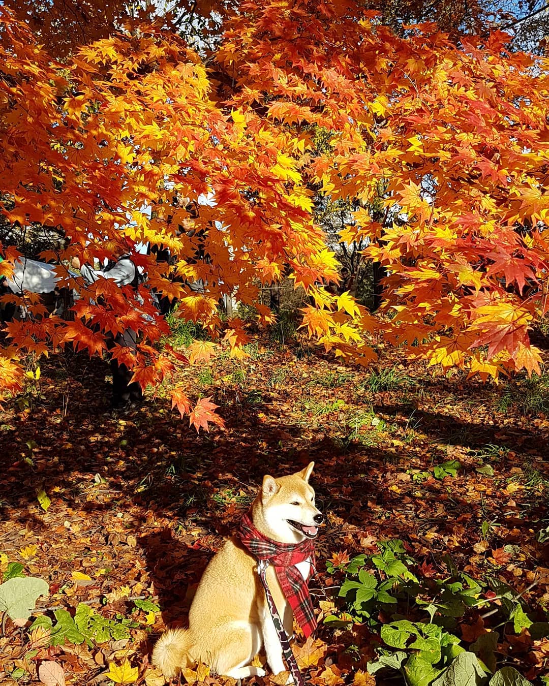 北海道大學｜日本 Japan 日本必食 日本必吃 日本必到 日本必去 日本必買 日本必掃 日本自由行 日本行程 日本行程包 日本懶人包 日本好去處 日本景點 日本必到景點 日本必去景點 日本美食 日本交通 日本攻略 日本自由行行程 日本自由行行程推薦 日本酒店 日本飯店 日本酒店推薦 日本飯店推薦 日本必住酒店 日本必住飯店 日本必食2019 日本必吃2019 日本必到2019 日本必去2019 日本必買2019 日本必掃2019 日本自由行2019 日本行程2019 日本行程包2019 日本懶人包2019 日本好去處2019 日本景點2019 日本必到景點2019 日本必去景點2019 日本美食2019 日本交通2019 日本攻略2019 日本自由行行程2019 日本自由行行程推薦2019 日本酒店2019 日本飯店2019 日本酒店推薦2019 日本飯店推薦2019 日本必住酒店2019 日本必住飯店2019 北海道 Hokkaido 北海道必食 北海道必吃 北海道必到 北海道必去 北海道必買 北海道北海道必掃 北海道自由行 北海道行程 北海道行程包 北海道懶人包 北海道好去處 北海道景點 北海道必到景點 北海道必去景點 北海道美食 北海道交通 北海道攻略 北海道自由行行程 北海道自由行行程推薦 北海道酒店 北海道飯店 北海道酒店推薦 北海道飯店推薦 北海道必住酒店 北海道必住飯店 北海道必吃2019 北海道必到2019 北海道必去2019 北海道必買2019 北海道必掃2019 北海道自由行2019 北海道行程2019 北海道行程包2019 北海道懶人包2019 北海道好去處2019 北海道景點2019 北海道必到景點2019 北海道必去景點2019 北海道美食2019 北海道交通2019 北海道攻略2019 北海道自由行行程2019 北海道自由行行程推薦2019 北海道酒店2019 北海道飯店2019 北海道酒店推薦2019 北海道飯店推薦2019 北海道必住酒店2019 北海道必住飯店2019 北海道紅葉預測 北海道楓葉預測 見晴公園 香雪園 函館 五稜郭 大沼國定公園 大沼 大湯沼 登別 豐平峽 札幌 藻岩山 札幌 北海道大學 青池 美瑛 大雪山國立公園 上川 知床五湖 知床半島 北海道大學冬天 北海道大學開放時間 北海道大學地圖 北海道大學櫻花 北海道大學博物館 北海道大學植物園 北海道大學銀杏2018 北海道大學map code 北海道大學法學部 北海道大學楓葉時間