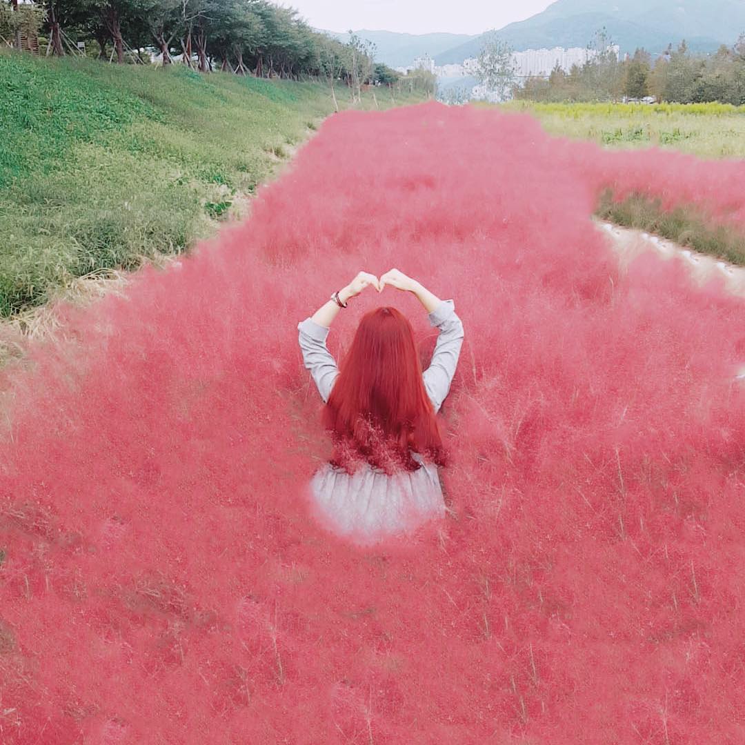 大渚生態公園粉黛亂子草 大渚生態公園 粉黛亂子草 大渚生態公園粉紅亂子草 大渚生態公園 粉紅亂子草 大渚生態公園粉紅芒草 大渚生態公園 粉紅芒草 대저생태공원 濟州島 粉黛亂子草 景點 濟州島 粉紅亂子草 景點 濟州島 粉紅芒草 景點 濟州粉黛亂子草 濟州 粉黛亂子草 景點 濟州 粉紅亂子草 景點 濟州 粉紅芒草 景點 濟州 秋天 賞花 景點 濟州島 秋天 賞花 景點 濟州秋天賞花 濟州島秋天賞花 濟州賞花 濟州島賞花 濟州 濟州島 Jeju 濟州島好去處2019 濟州島景點2019 濟州島必到景點2019 濟州島必去景點2019 濟州島必到2019 濟州島必去2019 濟州島必到 濟州島必去 濟州島好去處 濟州島景點 濟州島必到景點 濟州島必去景點 濟州好去處2019 濟州景點2019 濟州必到景點2019 濟州必去景點2019 濟州必到 濟州必去 濟州必到2019 濟州必去2019 濟州好去處 濟州景點 濟州必到景點 濟州必去景點 釜山好去處2019 釜山景點2019 釜山必到景點2019 釜山必去景點2019 釜山景點 釜山必到景點 釜山必去景點 釜山 粉紅亂子草 景點 釜山 粉紅芒草 景點 釜山 粉黛亂子草 景點 釜山 Busan 釜山打卡 釜山打卡必去 釜山賞花 釜山秋天 釜山 秋天 賞花 釜山粉黛亂子草 韓國打卡 韓國打卡必去 首爾打卡 首爾打卡必去 粉黛亂子草景點 韓國 粉黛亂子草 景點 韓國 粉紅芒草 景點 韓國 粉紅亂子草 景點 首爾 粉紅亂子草 首爾 粉紅芒草 景點 首爾粉紅芒草 首爾粉黛亂子草 首爾 粉黛亂子草 景點 首爾 首爾賞花 首爾 秋天 賞花 首爾秋天 首爾 Seoul 首爾必到 首爾好去處2019 首爾景點2019 首爾必到景點2019 首爾必去景點2019 首爾必到2019 首爾必去2019 首爾必去 首爾好去處 首爾景點 首爾必到景點 首爾必去景點 韓國 Korea 韓國必到 韓國必去 韓國自由行 韓國好去處 韓國景點 韓國必到景點 韓國必去景點 韓國必到2019 韓國必去2019 韓國好去處2019 韓國景點2019 韓國必到景點2019 韓國必去景點2019 韓國賞花 韓國 秋天 賞花 韓國秋天大渚生態公園