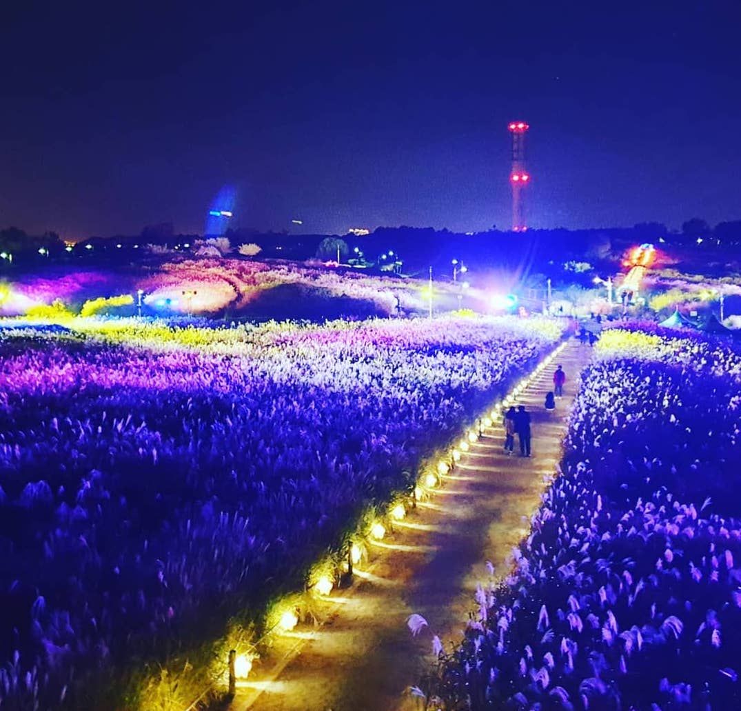 七彩芒草 하늘공원 天空公園 首爾紫芒節 서울억새축제 天空公園 粉紅亂子草 天空公園粉紅亂子草 天空公園粉紅芒草 天空公園 粉紅芒草 天空公園粉黛亂子草 天空公園 粉黛亂子草 濟州島 粉黛亂子草 景點 濟州島 粉紅亂子草 景點 濟州島 粉紅芒草 景點 濟州粉黛亂子草 濟州 粉黛亂子草 景點 濟州 粉紅亂子草 景點 濟州 粉紅芒草 景點 濟州 秋天 賞花 景點 濟州島 秋天 賞花 景點 濟州秋天賞花 濟州島秋天賞花 濟州賞花 濟州島賞花 濟州 濟州島 Jeju 濟州島好去處2019 濟州島景點2019 濟州島必到景點2019 濟州島必去景點2019 濟州島必到2019 濟州島必去2019 濟州島必到 濟州島必去 濟州島好去處 濟州島景點 濟州島必到景點 濟州島必去景點 濟州好去處2019 濟州景點2019 濟州必到景點2019 濟州必去景點2019 濟州必到 濟州必去 濟州必到2019 濟州必去2019 濟州好去處 濟州景點 濟州必到景點 濟州必去景點 釜山好去處2019 釜山景點2019 釜山必到景點2019 釜山必去景點2019 釜山景點 釜山必到景點 釜山必去景點 釜山 粉紅亂子草 景點 釜山 粉紅芒草 景點 釜山 粉黛亂子草 景點 釜山 Busan 釜山打卡 釜山打卡必去 釜山賞花 釜山秋天 釜山 秋天 賞花 釜山粉黛亂子草 韓國打卡 韓國打卡必去 首爾打卡 首爾打卡必去 粉黛亂子草景點 韓國 粉黛亂子草 景點 韓國 粉紅芒草 景點 韓國 粉紅亂子草 景點 首爾 粉紅亂子草 首爾 粉紅芒草 景點 首爾粉紅芒草 首爾粉黛亂子草 首爾 粉黛亂子草 景點 首爾 首爾賞花 首爾 秋天 賞花 首爾秋天 首爾 Seoul 首爾必到 首爾好去處2019 首爾景點2019 首爾必到景點2019 首爾必去景點2019 首爾必到2019 首爾必去2019 首爾必去 首爾好去處 首爾景點 首爾必到景點 首爾必去景點 韓國 Korea 韓國必到 韓國必去 韓國自由行 韓國好去處 韓國景點 韓國必到景點 韓國必去景點 韓國必到2019 韓國必去2019 韓國好去處2019 韓國景點2019 韓國必到景點2019 韓國必去景點2019 韓國賞花 韓國 秋天 賞花 韓國秋天