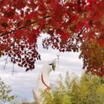 万博纪念公园 万博記念公園 萬博紀念公園 萬博紀念公園站 紅葉之瀧 高架空中步道 夜間紅葉 大阪賞楓景點 大阪賞楓 景點 大阪紅葉景點 大阪紅葉 景點 大阪賞楓 大阪楓葉 大阪紅葉預測 大阪夜楓 大阪夜楓2019 大阪紅葉2019 大阪賞楓2019 大阪楓葉2019 大阪紅葉預測2019