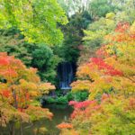 万博纪念公园 万博記念公園 萬博紀念公園 萬博紀念公園站 紅葉之瀧 高架空中步道 夜間紅葉 大阪賞楓景點 大阪賞楓 景點 大阪紅葉景點 大阪紅葉 景點 大阪賞楓 大阪楓葉 大阪紅葉預測 大阪夜楓 大阪夜楓2019 大阪紅葉2019 大阪賞楓2019 大阪楓葉2019 大阪紅葉預測2019