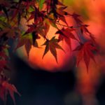 江戶東京建築園｜日本 Japan 日本必食 日本必吃 日本必到 日本必去 日本必買 日本必掃 日本自由行 日本行程 日本行程包 日本懶人包 日本好去處 日本景點 日本必到景點 日本必去景點 日本美食 日本交通 日本攻略 日本自由行行程 日本自由行行程推薦 日本酒店 日本飯店 日本酒店推薦 日本飯店推薦 日本必住酒店 日本必住飯店 日本必食2019 日本必吃2019 日本必到2019 日本必去2019 日本必買2019 日本必掃2019 日本自由行2019 日本行程2019 日本行程包2019 日本懶人包2019 日本好去處2019 日本景點2019 日本必到景點2019 日本必去景點2019 日本美食2019 日本交通2019 日本攻略2019 日本自由行行程2019 日本自由行行程推薦2019 日本酒店2019 日本飯店2019 日本酒店推薦2019 日本飯店推薦2019 日本必住酒店2019 日本必住飯店2019 東京 Tokyo 東京必食 東京必吃 東京必到 東京必去 東京必買 東京必掃 東京自由行 東京行程 東京行程包 東京懶人包 東京好去處 東京景點 東京必到景點 東京必去景點 東京美食 東京交通 東京攻略 東京自由行行程 東京自由行行程推薦 東京酒店 東京飯店 東京酒店推薦 東京飯店推薦 東京必住酒店 東京必住飯店 東京必食2019 東京必吃2019 東京必到2019 東京必去2019 東京必買2019 東京必掃2019 東京自由行2019 東京行程2019 東京行程包2019 東京懶人包2019 東京好去處2019 東京景點2019 東京必到景點2019 東京必去景點2019 東京美食2019 東京交通2019 東京攻略2019 東京自由行行程2019 東京自由行行程推薦2019 東京酒店2019 東京飯店2019 東京酒店推薦2019 東京飯店推薦2019 東京必住酒店2019 東京必住飯店2019 紅葉2019 楓葉2019 日本紅葉 日本楓葉 日本紅葉2019 日本楓葉2019 日本賞楓 日本賞楓2019 東京紅葉 東京楓葉 東京紅葉2019 東京楓葉2019 東京賞楓 東京賞楓2019 六義園紅葉 六義園楓葉 六義園紅葉2019 六義園楓葉2019 六義園點燈 六義園點燈2019 大田黑公園紅葉 大田黑公園楓葉 大田黑公園紅葉2019 大田黑公園楓葉2019 大田黑公園點燈 大田黑公園點燈2019 目白庭園紅葉 目白庭園楓葉 目白庭園紅葉2019 目白庭園楓葉2019 目白庭園點燈 目白庭園點燈2019 江戶東京建築園紅葉 江戶東京建築園楓葉 江戶東京建築園紅葉2019 江戶東京建築園楓葉2019 江戶東京建築園點燈 江戶東京建築園點燈2019 江戶東京建築園一日遊 江戶東京建築園2018 江戶東京建築園2019 東京江戶老街 東京江戶時代 東京傳統建築 江戸東京建物園 江戶時代建築 日本東京古建築 東京歐式建築 六義園 大田黑公園 江戶東京建築園 目白庭園