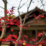 江戶東京建築園｜日本 Japan 日本必食 日本必吃 日本必到 日本必去 日本必買 日本必掃 日本自由行 日本行程 日本行程包 日本懶人包 日本好去處 日本景點 日本必到景點 日本必去景點 日本美食 日本交通 日本攻略 日本自由行行程 日本自由行行程推薦 日本酒店 日本飯店 日本酒店推薦 日本飯店推薦 日本必住酒店 日本必住飯店 日本必食2019 日本必吃2019 日本必到2019 日本必去2019 日本必買2019 日本必掃2019 日本自由行2019 日本行程2019 日本行程包2019 日本懶人包2019 日本好去處2019 日本景點2019 日本必到景點2019 日本必去景點2019 日本美食2019 日本交通2019 日本攻略2019 日本自由行行程2019 日本自由行行程推薦2019 日本酒店2019 日本飯店2019 日本酒店推薦2019 日本飯店推薦2019 日本必住酒店2019 日本必住飯店2019 東京 Tokyo 東京必食 東京必吃 東京必到 東京必去 東京必買 東京必掃 東京自由行 東京行程 東京行程包 東京懶人包 東京好去處 東京景點 東京必到景點 東京必去景點 東京美食 東京交通 東京攻略 東京自由行行程 東京自由行行程推薦 東京酒店 東京飯店 東京酒店推薦 東京飯店推薦 東京必住酒店 東京必住飯店 東京必食2019 東京必吃2019 東京必到2019 東京必去2019 東京必買2019 東京必掃2019 東京自由行2019 東京行程2019 東京行程包2019 東京懶人包2019 東京好去處2019 東京景點2019 東京必到景點2019 東京必去景點2019 東京美食2019 東京交通2019 東京攻略2019 東京自由行行程2019 東京自由行行程推薦2019 東京酒店2019 東京飯店2019 東京酒店推薦2019 東京飯店推薦2019 東京必住酒店2019 東京必住飯店2019 紅葉2019 楓葉2019 日本紅葉 日本楓葉 日本紅葉2019 日本楓葉2019 日本賞楓 日本賞楓2019 東京紅葉 東京楓葉 東京紅葉2019 東京楓葉2019 東京賞楓 東京賞楓2019 六義園紅葉 六義園楓葉 六義園紅葉2019 六義園楓葉2019 六義園點燈 六義園點燈2019 大田黑公園紅葉 大田黑公園楓葉 大田黑公園紅葉2019 大田黑公園楓葉2019 大田黑公園點燈 大田黑公園點燈2019 目白庭園紅葉 目白庭園楓葉 目白庭園紅葉2019 目白庭園楓葉2019 目白庭園點燈 目白庭園點燈2019 江戶東京建築園紅葉 江戶東京建築園楓葉 江戶東京建築園紅葉2019 江戶東京建築園楓葉2019 江戶東京建築園點燈 江戶東京建築園點燈2019 江戶東京建築園一日遊 江戶東京建築園2018 江戶東京建築園2019 東京江戶老街 東京江戶時代 東京傳統建築 江戸東京建物園 江戶時代建築 日本東京古建築 東京歐式建築 六義園 大田黑公園 江戶東京建築園 目白庭園