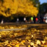 光が丘公園｜日本 Japan 日本必食 日本必吃 日本必到 日本必去 日本必買 日本必掃 日本自由行 日本行程 日本行程包 日本懶人包 日本好去處 日本景點 日本必到景點 日本必去景點 日本美食 日本交通 日本攻略 日本自由行行程 日本自由行行程推薦 日本酒店 日本飯店 日本酒店推薦 日本飯店推薦 日本必住酒店 日本必住飯店 日本必食2019 日本必吃2019 日本必到2019 日本必去2019 日本必買2019 日本必掃2019 日本自由行2019 日本行程2019 日本行程包2019 日本懶人包2019 日本好去處2019 日本景點2019 日本必到景點2019 日本必去景點2019 日本美食2019 日本交通2019 日本攻略2019 日本自由行行程2019 日本自由行行程推薦2019 日本酒店2019 日本飯店2019 日本酒店推薦2019 日本飯店推薦2019 日本必住酒店2019 日本必住飯店2019 東京 Tokyo 東京必食 東京必吃 東京必到 東京必去 東京必買 東京必掃 東京自由行 東京行程 東京行程包 東京懶人包 東京好去處 東京景點 東京必到景點 東京必去景點 東京美食 東京交通 東京攻略 東京自由行行程 東京自由行行程推薦 東京酒店 東京飯店 東京酒店推薦 東京飯店推薦 東京必住酒店 東京必住飯店 東京必食2019 東京必吃2019 東京必到2019 東京必去2019 東京必買2019 東京必掃2019 東京自由行2019 東京行程2019 東京行程包2019 東京懶人包2019 東京好去處2019 東京景點2019 東京必到景點2019 東京必去景點2019 東京美食2019 東京交通2019 東京攻略2019 東京自由行行程2019 東京自由行行程推薦2019 東京酒店2019 東京飯店2019 東京酒店推薦2019 東京飯店推薦2019 東京必住酒店2019 東京必住飯店2019 明治神宮外苑 國營昭和紀念公園 光が丘公園 銀杏2019 日本銀杏 日本銀杏2019 東京銀杏 東京銀杏2019 明治神宮外苑銀杏 國營昭和紀念公園銀杏 光が丘公園銀杏 明治神宮外苑銀杏2019 國營昭和紀念公園銀杏2019 光が丘公園銀杏2019 光之丘公園銀杏時間 光丘景點 東京光之丘銀杏 自由之丘銀杏 光丘事件