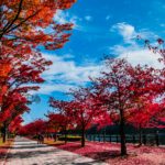銀杏葉 天守閣 森之宮站 大阪城公園 紅葉 夜間紅葉 大阪賞楓景點 大阪賞楓 景點 大阪紅葉景點 大阪紅葉 景點 大阪賞楓 大阪楓葉 大阪紅葉預測 大阪夜楓 大阪夜楓2019 大阪紅葉2019 大阪賞楓2019 大阪楓葉2019 大阪紅葉預測2019
