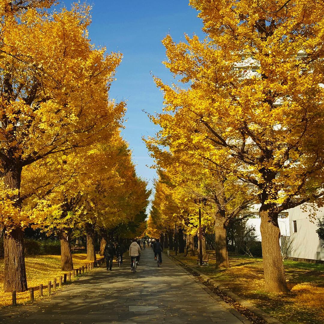 光が丘公園｜日本 Japan 日本必食 日本必吃 日本必到 日本必去 日本必買 日本必掃 日本自由行 日本行程 日本行程包 日本懶人包 日本好去處 日本景點 日本必到景點 日本必去景點 日本美食 日本交通 日本攻略 日本自由行行程 日本自由行行程推薦 日本酒店 日本飯店 日本酒店推薦 日本飯店推薦 日本必住酒店 日本必住飯店 日本必食2019 日本必吃2019 日本必到2019 日本必去2019 日本必買2019 日本必掃2019 日本自由行2019 日本行程2019 日本行程包2019 日本懶人包2019 日本好去處2019 日本景點2019 日本必到景點2019 日本必去景點2019 日本美食2019 日本交通2019 日本攻略2019 日本自由行行程2019 日本自由行行程推薦2019 日本酒店2019 日本飯店2019 日本酒店推薦2019 日本飯店推薦2019 日本必住酒店2019 日本必住飯店2019 東京 Tokyo 東京必食 東京必吃 東京必到 東京必去 東京必買 東京必掃 東京自由行 東京行程 東京行程包 東京懶人包 東京好去處 東京景點 東京必到景點 東京必去景點 東京美食 東京交通 東京攻略 東京自由行行程 東京自由行行程推薦 東京酒店 東京飯店 東京酒店推薦 東京飯店推薦 東京必住酒店 東京必住飯店 東京必食2019 東京必吃2019 東京必到2019 東京必去2019 東京必買2019 東京必掃2019 東京自由行2019 東京行程2019 東京行程包2019 東京懶人包2019 東京好去處2019 東京景點2019 東京必到景點2019 東京必去景點2019 東京美食2019 東京交通2019 東京攻略2019 東京自由行行程2019 東京自由行行程推薦2019 東京酒店2019 東京飯店2019 東京酒店推薦2019 東京飯店推薦2019 東京必住酒店2019 東京必住飯店2019 明治神宮外苑 國營昭和紀念公園 光が丘公園 銀杏2019 日本銀杏 日本銀杏2019 東京銀杏 東京銀杏2019 明治神宮外苑銀杏 國營昭和紀念公園銀杏 光が丘公園銀杏 明治神宮外苑銀杏2019 國營昭和紀念公園銀杏2019 光が丘公園銀杏2019 光之丘公園銀杏時間 光丘景點 東京光之丘銀杏 自由之丘銀杏 光丘事件