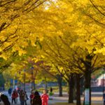 光が丘公園｜日本 Japan 日本必食 日本必吃 日本必到 日本必去 日本必買 日本必掃 日本自由行 日本行程 日本行程包 日本懶人包 日本好去處 日本景點 日本必到景點 日本必去景點 日本美食 日本交通 日本攻略 日本自由行行程 日本自由行行程推薦 日本酒店 日本飯店 日本酒店推薦 日本飯店推薦 日本必住酒店 日本必住飯店 日本必食2019 日本必吃2019 日本必到2019 日本必去2019 日本必買2019 日本必掃2019 日本自由行2019 日本行程2019 日本行程包2019 日本懶人包2019 日本好去處2019 日本景點2019 日本必到景點2019 日本必去景點2019 日本美食2019 日本交通2019 日本攻略2019 日本自由行行程2019 日本自由行行程推薦2019 日本酒店2019 日本飯店2019 日本酒店推薦2019 日本飯店推薦2019 日本必住酒店2019 日本必住飯店2019 東京 Tokyo 東京必食 東京必吃 東京必到 東京必去 東京必買 東京必掃 東京自由行 東京行程 東京行程包 東京懶人包 東京好去處 東京景點 東京必到景點 東京必去景點 東京美食 東京交通 東京攻略 東京自由行行程 東京自由行行程推薦 東京酒店 東京飯店 東京酒店推薦 東京飯店推薦 東京必住酒店 東京必住飯店 東京必食2019 東京必吃2019 東京必到2019 東京必去2019 東京必買2019 東京必掃2019 東京自由行2019 東京行程2019 東京行程包2019 東京懶人包2019 東京好去處2019 東京景點2019 東京必到景點2019 東京必去景點2019 東京美食2019 東京交通2019 東京攻略2019 東京自由行行程2019 東京自由行行程推薦2019 東京酒店2019 東京飯店2019 東京酒店推薦2019 東京飯店推薦2019 東京必住酒店2019 東京必住飯店2019 明治神宮外苑 國營昭和紀念公園 光が丘公園 銀杏2019 日本銀杏 日本銀杏2019 東京銀杏 東京銀杏2019 明治神宮外苑銀杏 國營昭和紀念公園銀杏 光が丘公園銀杏 明治神宮外苑銀杏2019 國營昭和紀念公園銀杏2019 光が丘公園銀杏2019 光之丘公園銀杏時間 光丘景點 東京光之丘銀杏 自由之丘銀杏 光丘事件