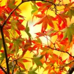 大田黑公園｜日本 Japan 日本必食 日本必吃 日本必到 日本必去 日本必買 日本必掃 日本自由行 日本行程 日本行程包 日本懶人包 日本好去處 日本景點 日本必到景點 日本必去景點 日本美食 日本交通 日本攻略 日本自由行行程 日本自由行行程推薦 日本酒店 日本飯店 日本酒店推薦 日本飯店推薦 日本必住酒店 日本必住飯店 日本必食2019 日本必吃2019 日本必到2019 日本必去2019 日本必買2019 日本必掃2019 日本自由行2019 日本行程2019 日本行程包2019 日本懶人包2019 日本好去處2019 日本景點2019 日本必到景點2019 日本必去景點2019 日本美食2019 日本交通2019 日本攻略2019 日本自由行行程2019 日本自由行行程推薦2019 日本酒店2019 日本飯店2019 日本酒店推薦2019 日本飯店推薦2019 日本必住酒店2019 日本必住飯店2019 東京 Tokyo 東京必食 東京必吃 東京必到 東京必去 東京必買 東京必掃 東京自由行 東京行程 東京行程包 東京懶人包 東京好去處 東京景點 東京必到景點 東京必去景點 東京美食 東京交通 東京攻略 東京自由行行程 東京自由行行程推薦 東京酒店 東京飯店 東京酒店推薦 東京飯店推薦 東京必住酒店 東京必住飯店 東京必食2019 東京必吃2019 東京必到2019 東京必去2019 東京必買2019 東京必掃2019 東京自由行2019 東京行程2019 東京行程包2019 東京懶人包2019 東京好去處2019 東京景點2019 東京必到景點2019 東京必去景點2019 東京美食2019 東京交通2019 東京攻略2019 東京自由行行程2019 東京自由行行程推薦2019 東京酒店2019 東京飯店2019 東京酒店推薦2019 東京飯店推薦2019 東京必住酒店2019 東京必住飯店2019 紅葉2019 楓葉2019 日本紅葉 日本楓葉 日本紅葉2019 日本楓葉2019 日本賞楓 日本賞楓2019 東京紅葉 東京楓葉 東京紅葉2019 東京楓葉2019 東京賞楓 東京賞楓2019 六義園紅葉 六義園楓葉 六義園紅葉2019 六義園楓葉2019 六義園點燈 六義園點燈2019 大田黑公園紅葉 大田黑公園楓葉 大田黑公園紅葉2019 大田黑公園楓葉2019 大田黑公園點燈 大田黑公園點燈2019 目白庭園紅葉 目白庭園楓葉 目白庭園紅葉2019 目白庭園楓葉2019 目白庭園點燈 目白庭園點燈2019 江戶東京建築園紅葉 江戶東京建築園楓葉 江戶東京建築園紅葉2019 江戶東京建築園楓葉2019 江戶東京建築園點燈 江戶東京建築園點燈2019 六義園 大田黑公園 江戶東京建築園 目白庭園