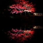 百舌鳥 大仙公園 百舌鳥站 紅葉の宴 大阪 夜間紅葉 大阪賞楓景點 大阪賞楓 景點 大阪紅葉景點 大阪紅葉 景點 大阪賞楓 大阪楓葉 大阪紅葉預測 大阪夜楓 大阪夜楓2019 大阪紅葉2019 大阪賞楓2019 大阪楓葉2019 大阪紅葉預測2019