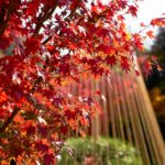 目白庭園｜日本 Japan 日本必食 日本必吃 日本必到 日本必去 日本必買 日本必掃 日本自由行 日本行程 日本行程包 日本懶人包 日本好去處 日本景點 日本必到景點 日本必去景點 日本美食 日本交通 日本攻略 日本自由行行程 日本自由行行程推薦 日本酒店 日本飯店 日本酒店推薦 日本飯店推薦 日本必住酒店 日本必住飯店 日本必食2019 日本必吃2019 日本必到2019 日本必去2019 日本必買2019 日本必掃2019 日本自由行2019 日本行程2019 日本行程包2019 日本懶人包2019 日本好去處2019 日本景點2019 日本必到景點2019 日本必去景點2019 日本美食2019 日本交通2019 日本攻略2019 日本自由行行程2019 日本自由行行程推薦2019 日本酒店2019 日本飯店2019 日本酒店推薦2019 日本飯店推薦2019 日本必住酒店2019 日本必住飯店2019 東京 Tokyo 東京必食 東京必吃 東京必到 東京必去 東京必買 東京必掃 東京自由行 東京行程 東京行程包 東京懶人包 東京好去處 東京景點 東京必到景點 東京必去景點 東京美食 東京交通 東京攻略 東京自由行行程 東京自由行行程推薦 東京酒店 東京飯店 東京酒店推薦 東京飯店推薦 東京必住酒店 東京必住飯店 東京必食2019 東京必吃2019 東京必到2019 東京必去2019 東京必買2019 東京必掃2019 東京自由行2019 東京行程2019 東京行程包2019 東京懶人包2019 東京好去處2019 東京景點2019 東京必到景點2019 東京必去景點2019 東京美食2019 東京交通2019 東京攻略2019 東京自由行行程2019 東京自由行行程推薦2019 東京酒店2019 東京飯店2019 東京酒店推薦2019 東京飯店推薦2019 東京必住酒店2019 東京必住飯店2019 紅葉2019 楓葉2019 日本紅葉 日本楓葉 日本紅葉2019 日本楓葉2019 日本賞楓 日本賞楓2019 東京紅葉 東京楓葉 東京紅葉2019 東京楓葉2019 東京賞楓 東京賞楓2019 六義園紅葉 六義園楓葉 六義園紅葉2019 六義園楓葉2019 六義園點燈 六義園點燈2019 大田黑公園紅葉 大田黑公園楓葉 大田黑公園紅葉2019 大田黑公園楓葉2019 大田黑公園點燈 大田黑公園點燈2019 目白庭園紅葉 目白庭園楓葉 目白庭園紅葉2019 目白庭園楓葉2019 目白庭園點燈 目白庭園點燈2019 江戶東京建築園紅葉 江戶東京建築園楓葉 江戶東京建築園紅葉2019 江戶東京建築園楓葉2019 江戶東京建築園點燈 江戶東京建築園點燈2019 六義園 大田黑公園 江戶東京建築園 目白庭園