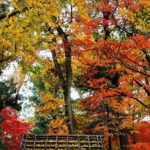 大田黑公園｜日本 Japan 日本必食 日本必吃 日本必到 日本必去 日本必買 日本必掃 日本自由行 日本行程 日本行程包 日本懶人包 日本好去處 日本景點 日本必到景點 日本必去景點 日本美食 日本交通 日本攻略 日本自由行行程 日本自由行行程推薦 日本酒店 日本飯店 日本酒店推薦 日本飯店推薦 日本必住酒店 日本必住飯店 日本必食2019 日本必吃2019 日本必到2019 日本必去2019 日本必買2019 日本必掃2019 日本自由行2019 日本行程2019 日本行程包2019 日本懶人包2019 日本好去處2019 日本景點2019 日本必到景點2019 日本必去景點2019 日本美食2019 日本交通2019 日本攻略2019 日本自由行行程2019 日本自由行行程推薦2019 日本酒店2019 日本飯店2019 日本酒店推薦2019 日本飯店推薦2019 日本必住酒店2019 日本必住飯店2019 東京 Tokyo 東京必食 東京必吃 東京必到 東京必去 東京必買 東京必掃 東京自由行 東京行程 東京行程包 東京懶人包 東京好去處 東京景點 東京必到景點 東京必去景點 東京美食 東京交通 東京攻略 東京自由行行程 東京自由行行程推薦 東京酒店 東京飯店 東京酒店推薦 東京飯店推薦 東京必住酒店 東京必住飯店 東京必食2019 東京必吃2019 東京必到2019 東京必去2019 東京必買2019 東京必掃2019 東京自由行2019 東京行程2019 東京行程包2019 東京懶人包2019 東京好去處2019 東京景點2019 東京必到景點2019 東京必去景點2019 東京美食2019 東京交通2019 東京攻略2019 東京自由行行程2019 東京自由行行程推薦2019 東京酒店2019 東京飯店2019 東京酒店推薦2019 東京飯店推薦2019 東京必住酒店2019 東京必住飯店2019 紅葉2019 楓葉2019 日本紅葉 日本楓葉 日本紅葉2019 日本楓葉2019 日本賞楓 日本賞楓2019 東京紅葉 東京楓葉 東京紅葉2019 東京楓葉2019 東京賞楓 東京賞楓2019 六義園紅葉 六義園楓葉 六義園紅葉2019 六義園楓葉2019 六義園點燈 六義園點燈2019 大田黑公園紅葉 大田黑公園楓葉 大田黑公園紅葉2019 大田黑公園楓葉2019 大田黑公園點燈 大田黑公園點燈2019 目白庭園紅葉 目白庭園楓葉 目白庭園紅葉2019 目白庭園楓葉2019 目白庭園點燈 目白庭園點燈2019 江戶東京建築園紅葉 江戶東京建築園楓葉 江戶東京建築園紅葉2019 江戶東京建築園楓葉2019 江戶東京建築園點燈 江戶東京建築園點燈2019 六義園 大田黑公園 江戶東京建築園 目白庭園