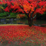 万博纪念公园 万博記念公園 萬博紀念公園 萬博紀念公園站 紅葉之瀧 高架空中步道 夜間紅葉 大阪賞楓景點 大阪賞楓 景點 大阪紅葉景點 大阪紅葉 景點 大阪賞楓 大阪楓葉 大阪紅葉預測 大阪夜楓 大阪夜楓2019 大阪紅葉2019 大阪賞楓2019 大阪楓葉2019 大阪紅葉預測2019