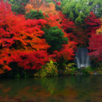 万博纪念公园 万博記念公園 萬博紀念公園 萬博紀念公園站 紅葉之瀧 高架空中步道 夜間紅葉 大阪賞楓景點 大阪賞楓 景點 大阪紅葉景點 大阪紅葉 景點 大阪賞楓 大阪楓葉 大阪紅葉預測 大阪夜楓 大阪夜楓2019 大阪紅葉2019 大阪賞楓2019 大阪楓葉2019 大阪紅葉預測2019