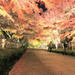 勝尾寺 秋之夜晚 勝尾寺紅葉 勝尾寺 紅葉 勝尾寺夜楓 大阪 夜間紅葉 大阪賞楓景點 大阪賞楓 景點 大阪紅葉景點 大阪紅葉 景點 大阪賞楓 大阪楓葉 大阪紅葉預測 大阪夜楓 大阪夜楓2019 大阪紅葉2019 大阪賞楓2019 大阪楓葉2019 大阪紅葉預測2019