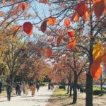 銀杏葉 天守閣 森之宮站 大阪城公園 紅葉 夜間紅葉 大阪賞楓景點 大阪賞楓 景點 大阪紅葉景點 大阪紅葉 景點 大阪賞楓 大阪楓葉 大阪紅葉預測 大阪夜楓 大阪夜楓2019 大阪紅葉2019 大阪賞楓2019 大阪楓葉2019 大阪紅葉預測2019
