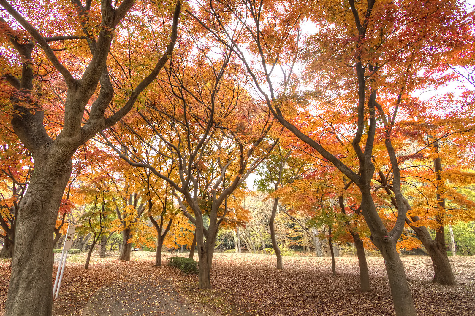 代代木公園｜日本 Japan 日本必食 日本必吃 日本必到 日本必去 日本必買 日本必掃 日本自由行 日本行程 日本行程包 日本懶人包 日本好去處 日本景點 日本必到景點 日本必去景點 日本美食 日本交通 日本攻略 日本自由行行程 日本自由行行程推薦 日本酒店 日本飯店 日本酒店推薦 日本飯店推薦 日本必住酒店 日本必住飯店 日本必食2019 日本必吃2019 日本必到2019 日本必去2019 日本必買2019 日本必掃2019 日本自由行2019 日本行程2019 日本行程包2019 日本懶人包2019 日本好去處2019 日本景點2019 日本必到景點2019 日本必去景點2019 日本美食2019 日本交通2019 日本攻略2019 日本自由行行程2019 日本自由行行程推薦2019 日本酒店2019 日本飯店2019 日本酒店推薦2019 日本飯店推薦2019 日本必住酒店2019 日本必住飯店2019 東京 Tokyo 東京必食 東京必吃 東京必到 東京必去 東京必買 東京必掃 東京自由行 東京行程 東京行程包 東京懶人包 東京好去處 東京景點 東京必到景點 東京必去景點 東京美食 東京交通 東京攻略 東京自由行行程 東京自由行行程推薦 東京酒店 東京飯店 東京酒店推薦 東京飯店推薦 東京必住酒店 東京必住飯店 東京必食2019 東京必吃2019 東京必到2019 東京必去2019 東京必買2019 東京必掃2019 東京自由行2019 東京行程2019 東京行程包2019 東京懶人包2019 東京好去處2019 東京景點2019 東京必到景點2019 東京必去景點2019 東京美食2019 東京交通2019 東京攻略2019 東京自由行行程2019 東京自由行行程推薦2019 東京酒店2019 東京飯店2019 東京酒店推薦2019 東京飯店推薦2019 東京必住酒店2019 東京必住飯店2019 銀杏2019 日本銀杏 日本銀杏2019 東京銀杏 東京銀杏2019 楓葉2019 紅葉2019 日本楓葉2019 日本楓葉 日本紅葉 日本紅葉2019 東京楓葉2019 東京楓葉 東京紅葉 東京紅葉2019 國營昭和紀念公園 國營昭和紀念公園紅葉 國營昭和紀念公園楓葉 國營昭和紀念公園2019 國營昭和紀念公園紅葉2019 國營昭和紀念公園楓葉2019六義園 六義園紅葉 六義園楓葉 六義園2019 六義園紅葉2019 六義園楓葉2019 新宿御苑 新宿御苑紅葉 新宿御苑楓葉 新宿御苑2019 新宿御苑紅葉2019 新宿御苑楓葉2019 小石川後樂園 小石川後樂園紅葉 小石川後樂園楓葉 小石川後樂園2019 小石川後樂園紅葉2019 小石川後樂園楓葉2019 井之頭恩賜公園 井之頭恩賜公園紅葉 井之頭恩賜公園楓葉 井之頭恩賜公園2019 井之頭恩賜公園紅葉2019 井之頭恩賜公園楓葉2019 飛鳥山公園 飛鳥山公園紅葉 飛鳥山公園楓葉 飛鳥山公園2019 飛鳥山公園紅葉2019 飛鳥山公園楓葉2019 代代木公園 代代木公園紅葉 代代木公園楓葉 代代木公園2019 代代木公園紅葉2019 代代木公園楓葉2019 上野恩賜公園 上野恩賜公園紅葉 上野恩賜公園楓葉 上野恩賜公園2019 上野恩賜公園紅葉2019 上野恩賜公園楓葉2019 代代木公園2019 代代木公園夏天 代代木公園跳蚤市場 代代木公園2018 代代木公園櫻花2019 代代木公園美食 代代木公園騎馬 代代木公園跳舞 代代木公園冬天 代代木公園晚上