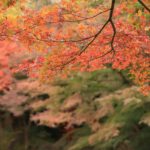 小石川後樂園｜日本 Japan 日本必食 日本必吃 日本必到 日本必去 日本必買 日本必掃 日本自由行 日本行程 日本行程包 日本懶人包 日本好去處 日本景點 日本必到景點 日本必去景點 日本美食 日本交通 日本攻略 日本自由行行程 日本自由行行程推薦 日本酒店 日本飯店 日本酒店推薦 日本飯店推薦 日本必住酒店 日本必住飯店 日本必食2019 日本必吃2019 日本必到2019 日本必去2019 日本必買2019 日本必掃2019 日本自由行2019 日本行程2019 日本行程包2019 日本懶人包2019 日本好去處2019 日本景點2019 日本必到景點2019 日本必去景點2019 日本美食2019 日本交通2019 日本攻略2019 日本自由行行程2019 日本自由行行程推薦2019 日本酒店2019 日本飯店2019 日本酒店推薦2019 日本飯店推薦2019 日本必住酒店2019 日本必住飯店2019 東京 Tokyo 東京必食 東京必吃 東京必到 東京必去 東京必買 東京必掃 東京自由行 東京行程 東京行程包 東京懶人包 東京好去處 東京景點 東京必到景點 東京必去景點 東京美食 東京交通 東京攻略 東京自由行行程 東京自由行行程推薦 東京酒店 東京飯店 東京酒店推薦 東京飯店推薦 東京必住酒店 東京必住飯店 東京必食2019 東京必吃2019 東京必到2019 東京必去2019 東京必買2019 東京必掃2019 東京自由行2019 東京行程2019 東京行程包2019 東京懶人包2019 東京好去處2019 東京景點2019 東京必到景點2019 東京必去景點2019 東京美食2019 東京交通2019 東京攻略2019 東京自由行行程2019 東京自由行行程推薦2019 東京酒店2019 東京飯店2019 東京酒店推薦2019 東京飯店推薦2019 東京必住酒店2019 東京必住飯店2019 銀杏2019 日本銀杏 日本銀杏2019 東京銀杏 東京銀杏2019 楓葉2019 紅葉2019 日本楓葉2019 日本楓葉 日本紅葉 日本紅葉2019 東京楓葉2019 東京楓葉 東京紅葉 東京紅葉2019 國營昭和紀念公園 國營昭和紀念公園紅葉 國營昭和紀念公園楓葉 國營昭和紀念公園2019 國營昭和紀念公園紅葉2019 國營昭和紀念公園楓葉2019六義園 六義園紅葉 六義園楓葉 六義園2019 六義園紅葉2019 六義園楓葉2019 新宿御苑 新宿御苑紅葉 新宿御苑楓葉 新宿御苑2019 新宿御苑紅葉2019 新宿御苑楓葉2019 小石川後樂園 小石川後樂園紅葉 小石川後樂園楓葉 小石川後樂園2019 小石川後樂園紅葉2019 小石川後樂園楓葉2019 井之頭恩賜公園 井之頭恩賜公園紅葉 井之頭恩賜公園楓葉 井之頭恩賜公園2019 井之頭恩賜公園紅葉2019 井之頭恩賜公園楓葉2019 飛鳥山公園 飛鳥山公園紅葉 飛鳥山公園楓葉 飛鳥山公園2019 飛鳥山公園紅葉2019 飛鳥山公園楓葉2019 代代木公園 代代木公園紅葉 代代木公園楓葉 代代木公園2019 代代木公園紅葉2019 代代木公園楓葉2019 上野恩賜公園 上野恩賜公園紅葉 上野恩賜公園楓葉 上野恩賜公園2019 上野恩賜公園紅葉2019 上野恩賜公園楓葉2019 小石川後樂園楓葉 小石川後樂園5月 小石川後樂園夏天 小石川後樂園2019 小石川後樂園冬天 神樂坂小石川後樂園六義園池袋 小石川後樂園景點 小石川後樂園櫻花2019 小石川後楽園 後樂園東京