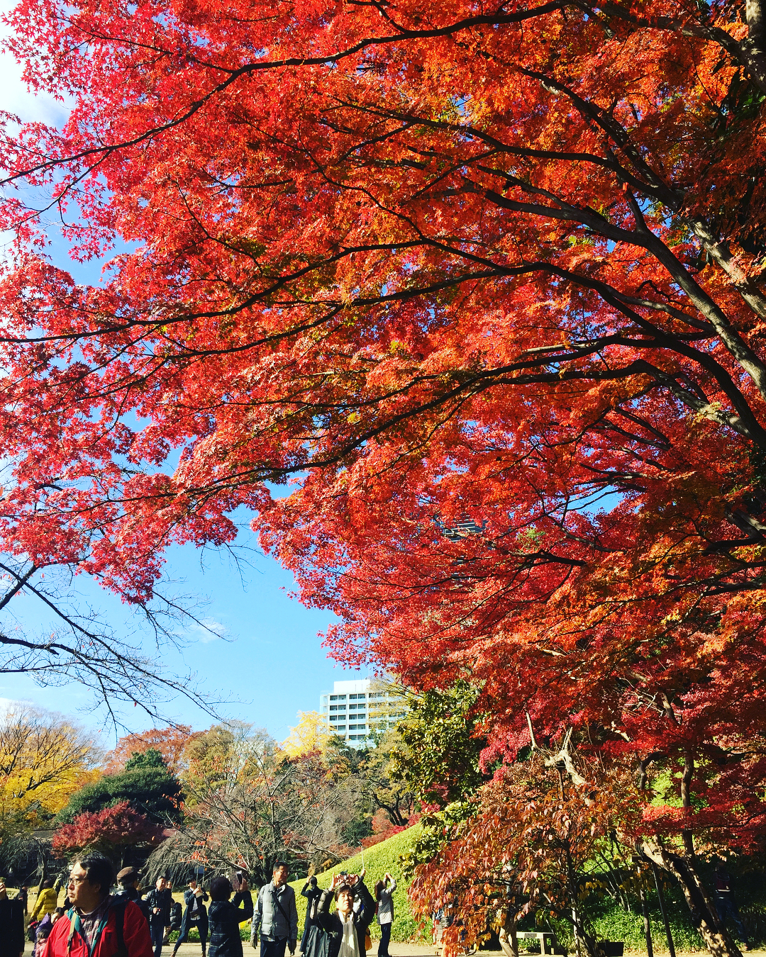 小石川後樂園｜日本 Japan 日本必食 日本必吃 日本必到 日本必去 日本必買 日本必掃 日本自由行 日本行程 日本行程包 日本懶人包 日本好去處 日本景點 日本必到景點 日本必去景點 日本美食 日本交通 日本攻略 日本自由行行程 日本自由行行程推薦 日本酒店 日本飯店 日本酒店推薦 日本飯店推薦 日本必住酒店 日本必住飯店 日本必食2019 日本必吃2019 日本必到2019 日本必去2019 日本必買2019 日本必掃2019 日本自由行2019 日本行程2019 日本行程包2019 日本懶人包2019 日本好去處2019 日本景點2019 日本必到景點2019 日本必去景點2019 日本美食2019 日本交通2019 日本攻略2019 日本自由行行程2019 日本自由行行程推薦2019 日本酒店2019 日本飯店2019 日本酒店推薦2019 日本飯店推薦2019 日本必住酒店2019 日本必住飯店2019 東京 Tokyo 東京必食 東京必吃 東京必到 東京必去 東京必買 東京必掃 東京自由行 東京行程 東京行程包 東京懶人包 東京好去處 東京景點 東京必到景點 東京必去景點 東京美食 東京交通 東京攻略 東京自由行行程 東京自由行行程推薦 東京酒店 東京飯店 東京酒店推薦 東京飯店推薦 東京必住酒店 東京必住飯店 東京必食2019 東京必吃2019 東京必到2019 東京必去2019 東京必買2019 東京必掃2019 東京自由行2019 東京行程2019 東京行程包2019 東京懶人包2019 東京好去處2019 東京景點2019 東京必到景點2019 東京必去景點2019 東京美食2019 東京交通2019 東京攻略2019 東京自由行行程2019 東京自由行行程推薦2019 東京酒店2019 東京飯店2019 東京酒店推薦2019 東京飯店推薦2019 東京必住酒店2019 東京必住飯店2019 銀杏2019 日本銀杏 日本銀杏2019 東京銀杏 東京銀杏2019 楓葉2019 紅葉2019 日本楓葉2019 日本楓葉 日本紅葉 日本紅葉2019 東京楓葉2019 東京楓葉 東京紅葉 東京紅葉2019 國營昭和紀念公園 國營昭和紀念公園紅葉 國營昭和紀念公園楓葉 國營昭和紀念公園2019 國營昭和紀念公園紅葉2019 國營昭和紀念公園楓葉2019六義園 六義園紅葉 六義園楓葉 六義園2019 六義園紅葉2019 六義園楓葉2019 新宿御苑 新宿御苑紅葉 新宿御苑楓葉 新宿御苑2019 新宿御苑紅葉2019 新宿御苑楓葉2019 小石川後樂園 小石川後樂園紅葉 小石川後樂園楓葉 小石川後樂園2019 小石川後樂園紅葉2019 小石川後樂園楓葉2019 井之頭恩賜公園 井之頭恩賜公園紅葉 井之頭恩賜公園楓葉 井之頭恩賜公園2019 井之頭恩賜公園紅葉2019 井之頭恩賜公園楓葉2019 飛鳥山公園 飛鳥山公園紅葉 飛鳥山公園楓葉 飛鳥山公園2019 飛鳥山公園紅葉2019 飛鳥山公園楓葉2019 代代木公園 代代木公園紅葉 代代木公園楓葉 代代木公園2019 代代木公園紅葉2019 代代木公園楓葉2019 上野恩賜公園 上野恩賜公園紅葉 上野恩賜公園楓葉 上野恩賜公園2019 上野恩賜公園紅葉2019 上野恩賜公園楓葉2019 小石川後樂園楓葉 小石川後樂園5月 小石川後樂園夏天 小石川後樂園2019 小石川後樂園冬天 神樂坂小石川後樂園六義園池袋 小石川後樂園景點 小石川後樂園櫻花2019 小石川後楽園 後樂園東京