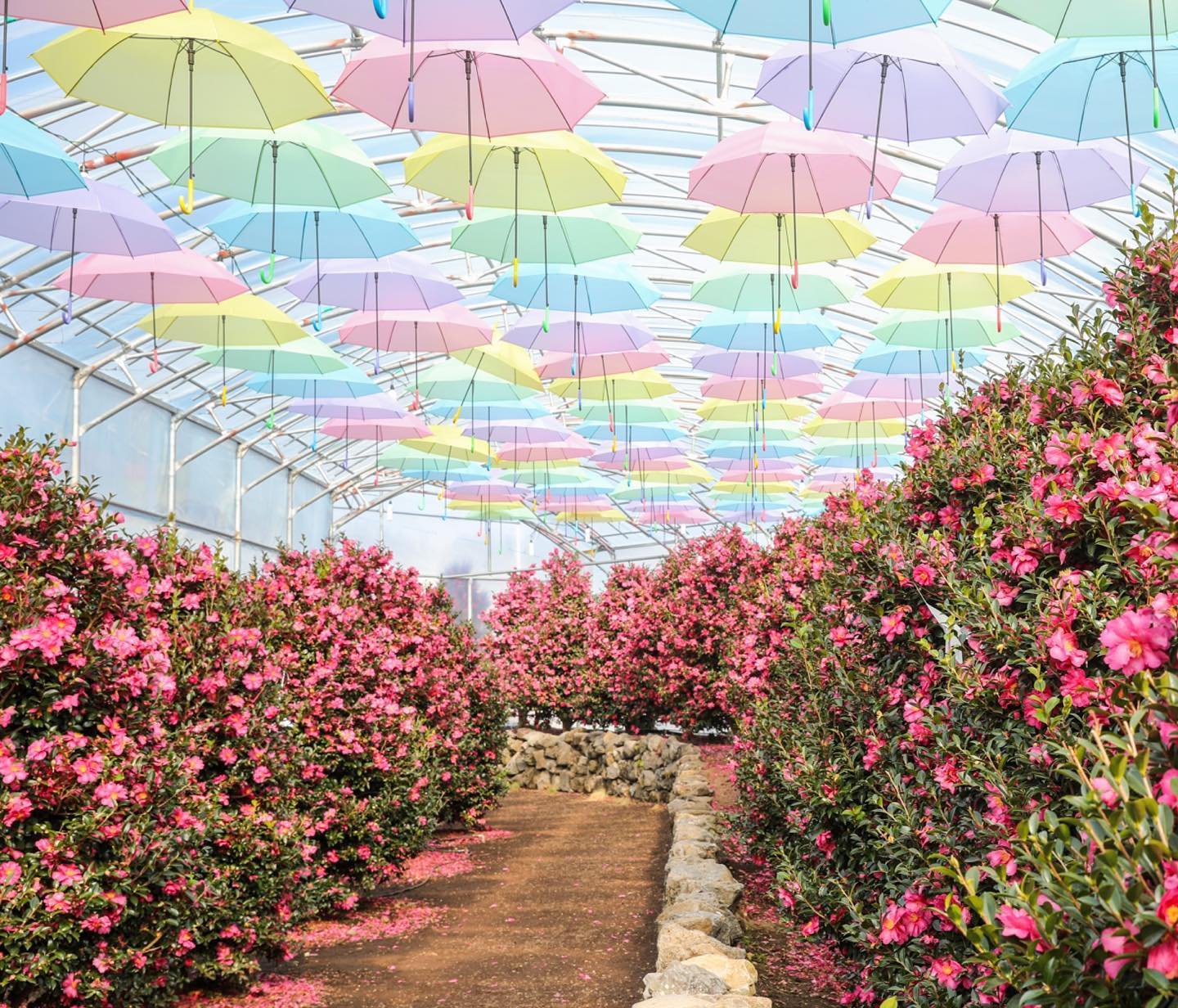 休愛里自然生活公園（Hueree Nature Park；휴애리자연생활공원）韓國山茶花 山茶花 韓國12月 韓國1月 山茶花之丘 Camellia Hill 카멜리아힐 濟州島 韓國賞花 韓國賞花景點 韓國好去處 韓國慶典 韓國必去 韓國 花 韓國打卡