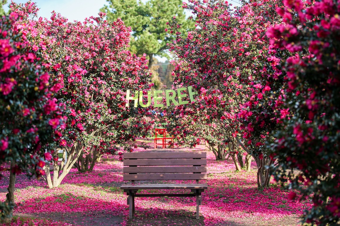 休愛里自然生活公園（Hueree Nature Park；휴애리자연생활공원）韓國山茶花 山茶花 韓國12月 韓國1月 山茶花之丘 Camellia Hill 카멜리아힐 濟州島 韓國賞花 韓國賞花景點 韓國好去處 韓國慶典 韓國必去 韓國 花 韓國打卡