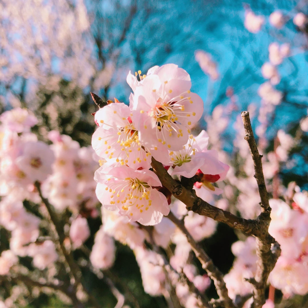 日本 Japan 日本必食 日本必吃 日本必到 日本必去 日本必買 日本必掃 日本自由行 日本行程 日本行程包 日本懶人包 日本好去處 日本景點 日本必到景點 日本美食 日本交通 日本攻略 日本自由行行程 日本自由行行程推薦 日本酒店 日本飯店 日本住宿 日本酒店推薦 日本飯店推薦 日本必住酒店 日本必住飯店 日本必食2019 日本必吃2019 日本必到2019 日本必去2019 日本必買2019 日本必掃2019 日本自由行2019 日本行程2019 日本行程包2019 日本懶人包2019 日本好去處2019 日本景點2019 日本必到景點2019 日本必去景點2019 日本美食2019 日本交通2019 日本攻略2019 日本自由行行程2019 日本自由行行程推薦2019 日本酒店2019 日本飯店2019 日本酒店推薦2019 日本飯店推薦2019 日本必住酒店2019 日本必住飯店2019 日本住宿2019 日本必食2020 日本必吃2020 日本必到2020 日本必去2020 日本必買2020 日本必掃2020 日本自由行2020 日本行程2020 日本行程包2020 日本懶人包2020 日本好去處2020 日本景點2020 日本必到景點2020 日本美食2020 日本交通2020 日本攻略2020 日本自由行行程2020 日本自由行行程推薦2020 日本酒店2020 日本飯店2020 日本住宿2020 日本酒店推薦2020 女飯店推薦2020 日本必住酒店2020 日本必住飯店2020 東京 Tokyo 東京必食 東京必吃 東京必到 東京必去 東京必買 東京必掃 東京自由行 東京行程 東京行程包 東京懶人包 東京好去處 東京景點 東京必到景點 東京必去景點 東京美食 東京交通 東京攻略 東京自由行行程 東京自由行行程推薦 東京住宿 東京酒店 東京飯店 東京住宿推薦 東京酒店推薦 東京飯店推薦 東京住宿推介 東京酒店推介 東京飯店推介 東京必住酒店 東京必住飯店 東京必食2019 東京必吃2019 東京必到2019 東京必去2019 東京必買2019 東京必掃2019 東京自由行2019 東京行程2019 東京行程包2019 東京懶人包2019 東京好去處2019 東京景點2019 東京必到景點2019 東京必去景點2019 東京美食2019 東京交通2019 東京攻略2019 東京自由行行程2019 東京自由行行程推薦2019 東京住宿2019 東京酒店2019 東京飯店2019 東京住宿推薦2019 東京酒店推薦2019 東京飯店推薦2019 東京住宿推介2019 東京酒店推介2019 東京飯店推介2019 東京必住酒店2019 東京必住飯店2019 東京住宿2020 東京酒店2020 東京飯店2020 東京住宿推薦2020 東京酒店推薦2020 東京飯店推薦2019 東京住宿推介2020 東京酒店推介2020 東京飯店推介2020 東京必住酒店2020 東京必住飯店2020 熱海梅園祭 熱海梅園梅まつり 小石川後樂園 梅香る庭園へ 湯島天神梅花祭 湯島天神梅まつり 湯島天滿宮 日本梅花 日本梅花2019 日本梅花2020 日本梅花祭 日本梅花祭2019 日本梅花祭2020 東京梅花 東京梅花2019 東京梅花2020 東京梅花祭 東京梅花祭2019 東京梅花祭2020