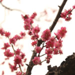 日本 Japan 日本必食 日本必吃 日本必到 日本必去 日本必買 日本必掃 日本自由行 日本行程 日本行程包 日本懶人包 日本好去處 日本景點 日本必到景點 日本美食 日本交通 日本攻略 日本自由行行程 日本自由行行程推薦 日本酒店 日本飯店 日本住宿 日本酒店推薦 日本飯店推薦 日本必住酒店 日本必住飯店 日本必食2019 日本必吃2019 日本必到2019 日本必去2019 日本必買2019 日本必掃2019 日本自由行2019 日本行程2019 日本行程包2019 日本懶人包2019 日本好去處2019 日本景點2019 日本必到景點2019 日本必去景點2019 日本美食2019 日本交通2019 日本攻略2019 日本自由行行程2019 日本自由行行程推薦2019 日本酒店2019 日本飯店2019 日本酒店推薦2019 日本飯店推薦2019 日本必住酒店2019 日本必住飯店2019 日本住宿2019 日本必食2020 日本必吃2020 日本必到2020 日本必去2020 日本必買2020 日本必掃2020 日本自由行2020 日本行程2020 日本行程包2020 日本懶人包2020 日本好去處2020 日本景點2020 日本必到景點2020 日本美食2020 日本交通2020 日本攻略2020 日本自由行行程2020 日本自由行行程推薦2020 日本酒店2020 日本飯店2020 日本住宿2020 日本酒店推薦2020 女飯店推薦2020 日本必住酒店2020 日本必住飯店2020 東京 Tokyo 東京必食 東京必吃 東京必到 東京必去 東京必買 東京必掃 東京自由行 東京行程 東京行程包 東京懶人包 東京好去處 東京景點 東京必到景點 東京必去景點 東京美食 東京交通 東京攻略 東京自由行行程 東京自由行行程推薦 東京住宿 東京酒店 東京飯店 東京住宿推薦 東京酒店推薦 東京飯店推薦 東京住宿推介 東京酒店推介 東京飯店推介 東京必住酒店 東京必住飯店 東京必食2019 東京必吃2019 東京必到2019 東京必去2019 東京必買2019 東京必掃2019 東京自由行2019 東京行程2019 東京行程包2019 東京懶人包2019 東京好去處2019 東京景點2019 東京必到景點2019 東京必去景點2019 東京美食2019 東京交通2019 東京攻略2019 東京自由行行程2019 東京自由行行程推薦2019 東京住宿2019 東京酒店2019 東京飯店2019 東京住宿推薦2019 東京酒店推薦2019 東京飯店推薦2019 東京住宿推介2019 東京酒店推介2019 東京飯店推介2019 東京必住酒店2019 東京必住飯店2019 東京住宿2020 東京酒店2020 東京飯店2020 東京住宿推薦2020 東京酒店推薦2020 東京飯店推薦2019 東京住宿推介2020 東京酒店推介2020 東京飯店推介2020 東京必住酒店2020 東京必住飯店2020 熱海梅園祭 熱海梅園梅まつり 小石川後樂園 梅香る庭園へ 湯島天神梅花祭 湯島天神梅まつり 湯島天滿宮 日本梅花 日本梅花2019 日本梅花2020 日本梅花祭 日本梅花祭2019 日本梅花祭2020 東京梅花 東京梅花2019 東京梅花2020 東京梅花祭 東京梅花祭2019 東京梅花祭2020