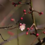 日本 Japan 日本必食 日本必吃 日本必到 日本必去 日本必買 日本必掃 日本自由行 日本行程 日本行程包 日本懶人包 日本好去處 日本景點 日本必到景點 日本美食 日本交通 日本攻略 日本自由行行程 日本自由行行程推薦 日本酒店 日本飯店 日本住宿 日本酒店推薦 日本飯店推薦 日本必住酒店 日本必住飯店 日本必食2019 日本必吃2019 日本必到2019 日本必去2019 日本必買2019 日本必掃2019 日本自由行2019 日本行程2019 日本行程包2019 日本懶人包2019 日本好去處2019 日本景點2019 日本必到景點2019 日本必去景點2019 日本美食2019 日本交通2019 日本攻略2019 日本自由行行程2019 日本自由行行程推薦2019 日本酒店2019 日本飯店2019 日本酒店推薦2019 日本飯店推薦2019 日本必住酒店2019 日本必住飯店2019 日本住宿2019 日本必食2020 日本必吃2020 日本必到2020 日本必去2020 日本必買2020 日本必掃2020 日本自由行2020 日本行程2020 日本行程包2020 日本懶人包2020 日本好去處2020 日本景點2020 日本必到景點2020 日本美食2020 日本交通2020 日本攻略2020 日本自由行行程2020 日本自由行行程推薦2020 日本酒店2020 日本飯店2020 日本住宿2020 日本酒店推薦2020 女飯店推薦2020 日本必住酒店2020 日本必住飯店2020 東京 Tokyo 東京必食 東京必吃 東京必到 東京必去 東京必買 東京必掃 東京自由行 東京行程 東京行程包 東京懶人包 東京好去處 東京景點 東京必到景點 東京必去景點 東京美食 東京交通 東京攻略 東京自由行行程 東京自由行行程推薦 東京住宿 東京酒店 東京飯店 東京住宿推薦 東京酒店推薦 東京飯店推薦 東京住宿推介 東京酒店推介 東京飯店推介 東京必住酒店 東京必住飯店 東京必食2019 東京必吃2019 東京必到2019 東京必去2019 東京必買2019 東京必掃2019 東京自由行2019 東京行程2019 東京行程包2019 東京懶人包2019 東京好去處2019 東京景點2019 東京必到景點2019 東京必去景點2019 東京美食2019 東京交通2019 東京攻略2019 東京自由行行程2019 東京自由行行程推薦2019 東京住宿2019 東京酒店2019 東京飯店2019 東京住宿推薦2019 東京酒店推薦2019 東京飯店推薦2019 東京住宿推介2019 東京酒店推介2019 東京飯店推介2019 東京必住酒店2019 東京必住飯店2019 東京住宿2020 東京酒店2020 東京飯店2020 東京住宿推薦2020 東京酒店推薦2020 東京飯店推薦2019 東京住宿推介2020 東京酒店推介2020 東京飯店推介2020 東京必住酒店2020 東京必住飯店2020 熱海梅園祭 熱海梅園梅まつり 小石川後樂園 梅香る庭園へ 湯島天神梅花祭 湯島天神梅まつり 湯島天滿宮 日本梅花 日本梅花2019 日本梅花2020 日本梅花祭 日本梅花祭2019 日本梅花祭2020 東京梅花 東京梅花2019 東京梅花2020 東京梅花祭 東京梅花祭2019 東京梅花祭2020