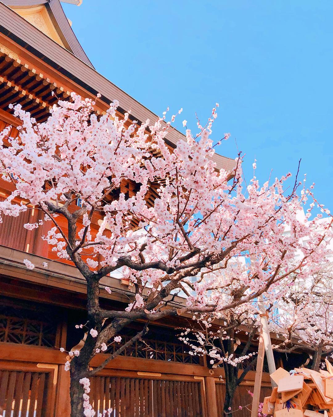 日本 Japan 日本必食 日本必吃 日本必到 日本必去 日本必買 日本必掃 日本自由行 日本行程 日本行程包 日本懶人包 日本好去處 日本景點 日本必到景點 日本美食 日本交通 日本攻略 日本自由行行程 日本自由行行程推薦 日本酒店 日本飯店 日本住宿 日本酒店推薦 日本飯店推薦 日本必住酒店 日本必住飯店 日本必食2019 日本必吃2019 日本必到2019 日本必去2019 日本必買2019 日本必掃2019 日本自由行2019 日本行程2019 日本行程包2019 日本懶人包2019 日本好去處2019 日本景點2019 日本必到景點2019 日本必去景點2019 日本美食2019 日本交通2019 日本攻略2019 日本自由行行程2019 日本自由行行程推薦2019 日本酒店2019 日本飯店2019 日本酒店推薦2019 日本飯店推薦2019 日本必住酒店2019 日本必住飯店2019 日本住宿2019 日本必食2020 日本必吃2020 日本必到2020 日本必去2020 日本必買2020 日本必掃2020 日本自由行2020 日本行程2020 日本行程包2020 日本懶人包2020 日本好去處2020 日本景點2020 日本必到景點2020 日本美食2020 日本交通2020 日本攻略2020 日本自由行行程2020 日本自由行行程推薦2020 日本酒店2020 日本飯店2020 日本住宿2020 日本酒店推薦2020 女飯店推薦2020 日本必住酒店2020 日本必住飯店2020 東京 Tokyo 東京必食 東京必吃 東京必到 東京必去 東京必買 東京必掃 東京自由行 東京行程 東京行程包 東京懶人包 東京好去處 東京景點 東京必到景點 東京必去景點 東京美食 東京交通 東京攻略 東京自由行行程 東京自由行行程推薦 東京住宿 東京酒店 東京飯店 東京住宿推薦 東京酒店推薦 東京飯店推薦 東京住宿推介 東京酒店推介 東京飯店推介 東京必住酒店 東京必住飯店 東京必食2019 東京必吃2019 東京必到2019 東京必去2019 東京必買2019 東京必掃2019 東京自由行2019 東京行程2019 東京行程包2019 東京懶人包2019 東京好去處2019 東京景點2019 東京必到景點2019 東京必去景點2019 東京美食2019 東京交通2019 東京攻略2019 東京自由行行程2019 東京自由行行程推薦2019 東京住宿2019 東京酒店2019 東京飯店2019 東京住宿推薦2019 東京酒店推薦2019 東京飯店推薦2019 東京住宿推介2019 東京酒店推介2019 東京飯店推介2019 東京必住酒店2019 東京必住飯店2019 東京住宿2020 東京酒店2020 東京飯店2020 東京住宿推薦2020 東京酒店推薦2020 東京飯店推薦2019 東京住宿推介2020 東京酒店推介2020 東京飯店推介2020 東京必住酒店2020 東京必住飯店2020 熱海梅園祭 熱海梅園梅まつり 小石川後樂園 梅香る庭園へ 湯島天神梅花祭 湯島天神梅まつり 湯島天滿宮 日本梅花 日本梅花2019 日本梅花2020 日本梅花祭 日本梅花祭2019 日本梅花祭2020 東京梅花 東京梅花2019 東京梅花2020 東京梅花祭 東京梅花祭2019 東京梅花祭2020