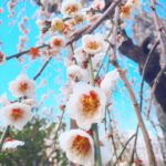 日本 Japan 日本必食 日本必吃 日本必到 日本必去 日本必買 日本必掃 日本自由行 日本行程 日本行程包 日本懶人包 日本好去處 日本景點 日本必到景點 日本美食 日本交通 日本攻略 日本自由行行程 日本自由行行程推薦 日本酒店 日本飯店 日本住宿 日本酒店推薦 日本飯店推薦 日本必住酒店 日本必住飯店 日本必食2019 日本必吃2019 日本必到2019 日本必去2019 日本必買2019 日本必掃2019 日本自由行2019 日本行程2019 日本行程包2019 日本懶人包2019 日本好去處2019 日本景點2019 日本必到景點2019 日本必去景點2019 日本美食2019 日本交通2019 日本攻略2019 日本自由行行程2019 日本自由行行程推薦2019 日本酒店2019 日本飯店2019 日本酒店推薦2019 日本飯店推薦2019 日本必住酒店2019 日本必住飯店2019 日本住宿2019 日本必食2020 日本必吃2020 日本必到2020 日本必去2020 日本必買2020 日本必掃2020 日本自由行2020 日本行程2020 日本行程包2020 日本懶人包2020 日本好去處2020 日本景點2020 日本必到景點2020 日本美食2020 日本交通2020 日本攻略2020 日本自由行行程2020 日本自由行行程推薦2020 日本酒店2020 日本飯店2020 日本住宿2020 日本酒店推薦2020 女飯店推薦2020 日本必住酒店2020 日本必住飯店2020 東京 Tokyo 東京必食 東京必吃 東京必到 東京必去 東京必買 東京必掃 東京自由行 東京行程 東京行程包 東京懶人包 東京好去處 東京景點 東京必到景點 東京必去景點 東京美食 東京交通 東京攻略 東京自由行行程 東京自由行行程推薦 東京住宿 東京酒店 東京飯店 東京住宿推薦 東京酒店推薦 東京飯店推薦 東京住宿推介 東京酒店推介 東京飯店推介 東京必住酒店 東京必住飯店 東京必食2019 東京必吃2019 東京必到2019 東京必去2019 東京必買2019 東京必掃2019 東京自由行2019 東京行程2019 東京行程包2019 東京懶人包2019 東京好去處2019 東京景點2019 東京必到景點2019 東京必去景點2019 東京美食2019 東京交通2019 東京攻略2019 東京自由行行程2019 東京自由行行程推薦2019 東京住宿2019 東京酒店2019 東京飯店2019 東京住宿推薦2019 東京酒店推薦2019 東京飯店推薦2019 東京住宿推介2019 東京酒店推介2019 東京飯店推介2019 東京必住酒店2019 東京必住飯店2019 東京住宿2020 東京酒店2020 東京飯店2020 東京住宿推薦2020 東京酒店推薦2020 東京飯店推薦2019 東京住宿推介2020 東京酒店推介2020 東京飯店推介2020 東京必住酒店2020 東京必住飯店2020 熱海梅園祭 熱海梅園梅まつり 小石川後樂園 梅香る庭園へ 湯島天神梅花祭 湯島天神梅まつり 湯島天滿宮 日本梅花 日本梅花2019 日本梅花2020 日本梅花祭 日本梅花祭2019 日本梅花祭2020 東京梅花 東京梅花2019 東京梅花2020 東京梅花祭 東京梅花祭2019 東京梅花祭2020