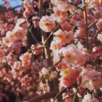 日本 Japan 日本必食 日本必吃 日本必到 日本必去 日本必買 日本必掃 日本自由行 日本行程 日本行程包 日本懶人包 日本好去處 日本景點 日本必到景點 日本美食 日本交通 日本攻略 日本自由行行程 日本自由行行程推薦 日本酒店 日本飯店 日本住宿 日本酒店推薦 日本飯店推薦 日本必住酒店 日本必住飯店 日本必食2019 日本必吃2019 日本必到2019 日本必去2019 日本必買2019 日本必掃2019 日本自由行2019 日本行程2019 日本行程包2019 日本懶人包2019 日本好去處2019 日本景點2019 日本必到景點2019 日本必去景點2019 日本美食2019 日本交通2019 日本攻略2019 日本自由行行程2019 日本自由行行程推薦2019 日本酒店2019 日本飯店2019 日本酒店推薦2019 日本飯店推薦2019 日本必住酒店2019 日本必住飯店2019 日本住宿2019 日本必食2020 日本必吃2020 日本必到2020 日本必去2020 日本必買2020 日本必掃2020 日本自由行2020 日本行程2020 日本行程包2020 日本懶人包2020 日本好去處2020 日本景點2020 日本必到景點2020 日本美食2020 日本交通2020 日本攻略2020 日本自由行行程2020 日本自由行行程推薦2020 日本酒店2020 日本飯店2020 日本住宿2020 日本酒店推薦2020 女飯店推薦2020 日本必住酒店2020 日本必住飯店2020 東京 Tokyo 東京必食 東京必吃 東京必到 東京必去 東京必買 東京必掃 東京自由行 東京行程 東京行程包 東京懶人包 東京好去處 東京景點 東京必到景點 東京必去景點 東京美食 東京交通 東京攻略 東京自由行行程 東京自由行行程推薦 東京住宿 東京酒店 東京飯店 東京住宿推薦 東京酒店推薦 東京飯店推薦 東京住宿推介 東京酒店推介 東京飯店推介 東京必住酒店 東京必住飯店 東京必食2019 東京必吃2019 東京必到2019 東京必去2019 東京必買2019 東京必掃2019 東京自由行2019 東京行程2019 東京行程包2019 東京懶人包2019 東京好去處2019 東京景點2019 東京必到景點2019 東京必去景點2019 東京美食2019 東京交通2019 東京攻略2019 東京自由行行程2019 東京自由行行程推薦2019 東京住宿2019 東京酒店2019 東京飯店2019 東京住宿推薦2019 東京酒店推薦2019 東京飯店推薦2019 東京住宿推介2019 東京酒店推介2019 東京飯店推介2019 東京必住酒店2019 東京必住飯店2019 東京住宿2020 東京酒店2020 東京飯店2020 東京住宿推薦2020 東京酒店推薦2020 東京飯店推薦2019 東京住宿推介2020 東京酒店推介2020 東京飯店推介2020 東京必住酒店2020 東京必住飯店2020 熱海梅園祭 熱海梅園梅まつり 小石川後樂園 梅香る庭園へ 湯島天神梅花祭 湯島天神梅まつり 湯島天滿宮 日本梅花 日本梅花2019 日本梅花2020 日本梅花祭 日本梅花祭2019 日本梅花祭2020 東京梅花 東京梅花2019 東京梅花2020 東京梅花祭 東京梅花祭2019 東京梅花祭2020