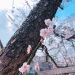 日本 Japan 日本必食 日本必吃 日本必到 日本必去 日本必買 日本必掃 日本自由行 日本行程 日本行程包 日本懶人包 日本好去處 日本景點 日本必到景點 日本美食 日本交通 日本攻略 日本自由行行程 日本自由行行程推薦 日本酒店 日本飯店 日本住宿 日本酒店推薦 日本飯店推薦 日本必住酒店 日本必住飯店 日本必食2019 日本必吃2019 日本必到2019 日本必去2019 日本必買2019 日本必掃2019 日本自由行2019 日本行程2019 日本行程包2019 日本懶人包2019 日本好去處2019 日本景點2019 日本必到景點2019 日本必去景點2019 日本美食2019 日本交通2019 日本攻略2019 日本自由行行程2019 日本自由行行程推薦2019 日本酒店2019 日本飯店2019 日本酒店推薦2019 日本飯店推薦2019 日本必住酒店2019 日本必住飯店2019 日本住宿2019 日本必食2020 日本必吃2020 日本必到2020 日本必去2020 日本必買2020 日本必掃2020 日本自由行2020 日本行程2020 日本行程包2020 日本懶人包2020 日本好去處2020 日本景點2020 日本必到景點2020 日本美食2020 日本交通2020 日本攻略2020 日本自由行行程2020 日本自由行行程推薦2020 日本酒店2020 日本飯店2020 日本住宿2020 日本酒店推薦2020 女飯店推薦2020 日本必住酒店2020 日本必住飯店2020 東京 Tokyo 東京必食 東京必吃 東京必到 東京必去 東京必買 東京必掃 東京自由行 東京行程 東京行程包 東京懶人包 東京好去處 東京景點 東京必到景點 東京必去景點 東京美食 東京交通 東京攻略 東京自由行行程 東京自由行行程推薦 東京住宿 東京酒店 東京飯店 東京住宿推薦 東京酒店推薦 東京飯店推薦 東京住宿推介 東京酒店推介 東京飯店推介 東京必住酒店 東京必住飯店 東京必食2019 東京必吃2019 東京必到2019 東京必去2019 東京必買2019 東京必掃2019 東京自由行2019 東京行程2019 東京行程包2019 東京懶人包2019 東京好去處2019 東京景點2019 東京必到景點2019 東京必去景點2019 東京美食2019 東京交通2019 東京攻略2019 東京自由行行程2019 東京自由行行程推薦2019 東京住宿2019 東京酒店2019 東京飯店2019 東京住宿推薦2019 東京酒店推薦2019 東京飯店推薦2019 東京住宿推介2019 東京酒店推介2019 東京飯店推介2019 東京必住酒店2019 東京必住飯店2019 東京住宿2020 東京酒店2020 東京飯店2020 東京住宿推薦2020 東京酒店推薦2020 東京飯店推薦2019 東京住宿推介2020 東京酒店推介2020 東京飯店推介2020 東京必住酒店2020 東京必住飯店2020 熱海梅園祭 熱海梅園梅まつり 小石川後樂園 梅香る庭園へ 湯島天神梅花祭 湯島天神梅まつり 湯島天滿宮 日本梅花 日本梅花2019 日本梅花2020 日本梅花祭 日本梅花祭2019 日本梅花祭2020 東京梅花 東京梅花2019 東京梅花2020 東京梅花祭 東京梅花祭2019 東京梅花祭2020