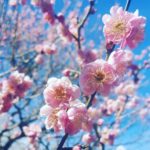 日本 Japan 日本必食 日本必吃 日本必到 日本必去 日本必買 日本必掃 日本自由行 日本行程 日本行程包 日本懶人包 日本好去處 日本景點 日本必到景點 日本美食 日本交通 日本攻略 日本自由行行程 日本自由行行程推薦 日本酒店 日本飯店 日本住宿 日本酒店推薦 日本飯店推薦 日本必住酒店 日本必住飯店 日本必食2019 日本必吃2019 日本必到2019 日本必去2019 日本必買2019 日本必掃2019 日本自由行2019 日本行程2019 日本行程包2019 日本懶人包2019 日本好去處2019 日本景點2019 日本必到景點2019 日本必去景點2019 日本美食2019 日本交通2019 日本攻略2019 日本自由行行程2019 日本自由行行程推薦2019 日本酒店2019 日本飯店2019 日本酒店推薦2019 日本飯店推薦2019 日本必住酒店2019 日本必住飯店2019 日本住宿2019 日本必食2020 日本必吃2020 日本必到2020 日本必去2020 日本必買2020 日本必掃2020 日本自由行2020 日本行程2020 日本行程包2020 日本懶人包2020 日本好去處2020 日本景點2020 日本必到景點2020 日本美食2020 日本交通2020 日本攻略2020 日本自由行行程2020 日本自由行行程推薦2020 日本酒店2020 日本飯店2020 日本住宿2020 日本酒店推薦2020 女飯店推薦2020 日本必住酒店2020 日本必住飯店2020 東京 Tokyo 東京必食 東京必吃 東京必到 東京必去 東京必買 東京必掃 東京自由行 東京行程 東京行程包 東京懶人包 東京好去處 東京景點 東京必到景點 東京必去景點 東京美食 東京交通 東京攻略 東京自由行行程 東京自由行行程推薦 東京住宿 東京酒店 東京飯店 東京住宿推薦 東京酒店推薦 東京飯店推薦 東京住宿推介 東京酒店推介 東京飯店推介 東京必住酒店 東京必住飯店 東京必食2019 東京必吃2019 東京必到2019 東京必去2019 東京必買2019 東京必掃2019 東京自由行2019 東京行程2019 東京行程包2019 東京懶人包2019 東京好去處2019 東京景點2019 東京必到景點2019 東京必去景點2019 東京美食2019 東京交通2019 東京攻略2019 東京自由行行程2019 東京自由行行程推薦2019 東京住宿2019 東京酒店2019 東京飯店2019 東京住宿推薦2019 東京酒店推薦2019 東京飯店推薦2019 東京住宿推介2019 東京酒店推介2019 東京飯店推介2019 東京必住酒店2019 東京必住飯店2019 東京住宿2020 東京酒店2020 東京飯店2020 東京住宿推薦2020 東京酒店推薦2020 東京飯店推薦2019 東京住宿推介2020 東京酒店推介2020 東京飯店推介2020 東京必住酒店2020 東京必住飯店2020 熱海梅園祭 熱海梅園梅まつり 小石川後樂園 梅香る庭園へ 湯島天神梅花祭 湯島天神梅まつり 湯島天滿宮 日本梅花 日本梅花2019 日本梅花2020 日本梅花祭 日本梅花祭2019 日本梅花祭2020 東京梅花 東京梅花2019 東京梅花2020 東京梅花祭 東京梅花祭2019 東京梅花祭2020