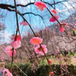 日本 Japan 日本必食 日本必吃 日本必到 日本必去 日本必買 日本必掃 日本自由行 日本行程 日本行程包 日本懶人包 日本好去處 日本景點 日本必到景點 日本美食 日本交通 日本攻略 日本自由行行程 日本自由行行程推薦 日本酒店 日本飯店 日本住宿 日本酒店推薦 日本飯店推薦 日本必住酒店 日本必住飯店 日本必食2019 日本必吃2019 日本必到2019 日本必去2019 日本必買2019 日本必掃2019 日本自由行2019 日本行程2019 日本行程包2019 日本懶人包2019 日本好去處2019 日本景點2019 日本必到景點2019 日本必去景點2019 日本美食2019 日本交通2019 日本攻略2019 日本自由行行程2019 日本自由行行程推薦2019 日本酒店2019 日本飯店2019 日本酒店推薦2019 日本飯店推薦2019 日本必住酒店2019 日本必住飯店2019 日本住宿2019 日本必食2020 日本必吃2020 日本必到2020 日本必去2020 日本必買2020 日本必掃2020 日本自由行2020 日本行程2020 日本行程包2020 日本懶人包2020 日本好去處2020 日本景點2020 日本必到景點2020 日本美食2020 日本交通2020 日本攻略2020 日本自由行行程2020 日本自由行行程推薦2020 日本酒店2020 日本飯店2020 日本住宿2020 日本酒店推薦2020 女飯店推薦2020 日本必住酒店2020 日本必住飯店2020 東京 Tokyo 東京必食 東京必吃 東京必到 東京必去 東京必買 東京必掃 東京自由行 東京行程 東京行程包 東京懶人包 東京好去處 東京景點 東京必到景點 東京必去景點 東京美食 東京交通 東京攻略 東京自由行行程 東京自由行行程推薦 東京住宿 東京酒店 東京飯店 東京住宿推薦 東京酒店推薦 東京飯店推薦 東京住宿推介 東京酒店推介 東京飯店推介 東京必住酒店 東京必住飯店 東京必食2019 東京必吃2019 東京必到2019 東京必去2019 東京必買2019 東京必掃2019 東京自由行2019 東京行程2019 東京行程包2019 東京懶人包2019 東京好去處2019 東京景點2019 東京必到景點2019 東京必去景點2019 東京美食2019 東京交通2019 東京攻略2019 東京自由行行程2019 東京自由行行程推薦2019 東京住宿2019 東京酒店2019 東京飯店2019 東京住宿推薦2019 東京酒店推薦2019 東京飯店推薦2019 東京住宿推介2019 東京酒店推介2019 東京飯店推介2019 東京必住酒店2019 東京必住飯店2019 東京住宿2020 東京酒店2020 東京飯店2020 東京住宿推薦2020 東京酒店推薦2020 東京飯店推薦2019 東京住宿推介2020 東京酒店推介2020 東京飯店推介2020 東京必住酒店2020 東京必住飯店2020 熱海梅園祭 熱海梅園梅まつり 小石川後樂園 梅香る庭園へ 湯島天神梅花祭 湯島天神梅まつり 湯島天滿宮 日本梅花 日本梅花2019 日本梅花2020 日本梅花祭 日本梅花祭2019 日本梅花祭2020 東京梅花 東京梅花2019 東京梅花2020 東京梅花祭 東京梅花祭2019 東京梅花祭2020